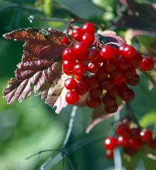 Sumac.jpg 