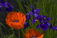 Poppy-with-Iris