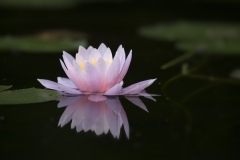 Pink-Waterlily