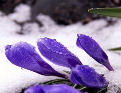 Crocus-in-Snow