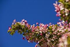 Crabapple-bloom