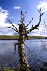 White-Birch-Rangeley
