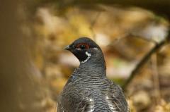 _DSC0181male-grouse-3a.jpg 