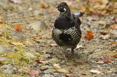 _DSC0189-male-grouse-4a.jpg 