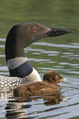 Loon-with-chick-Vertical