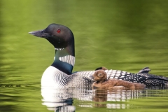 Loon-with-chicks-Twitchell