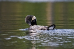 Loon-preening