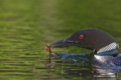 Loon-with-crayfish