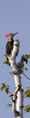 Pileated-Woodpecker
