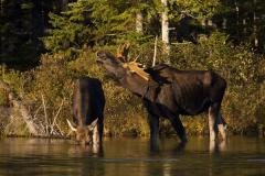 Johnna_060927_0159_.jpg 