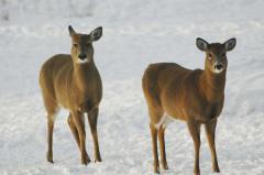 Young-deer
