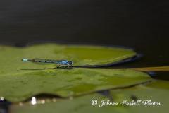 Johnna_060616_0140_.jpg 
