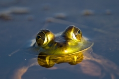 Bullfrog-with-Fangs