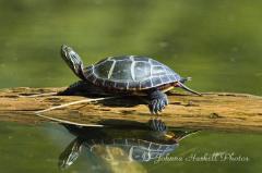 Johnna_060103_2617_.jpg 