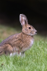 Wild-Rabbit-Profile