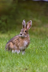 Rabbit-facing