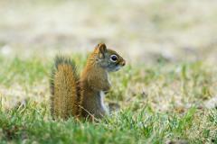 Red-Squirrel-Horizontal