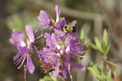 Bees  Insects