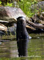 River Otter