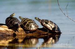 Other Wildlife Gallery