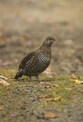 Grouse