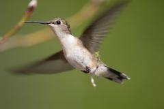 Song Birds