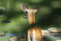 Whitetail Deer