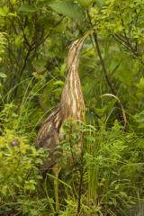 Wading Birds