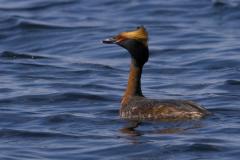 Horned Grebe