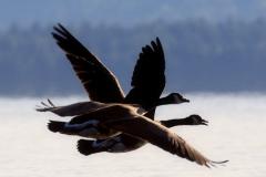 Canada Geese