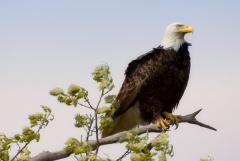 Eagles